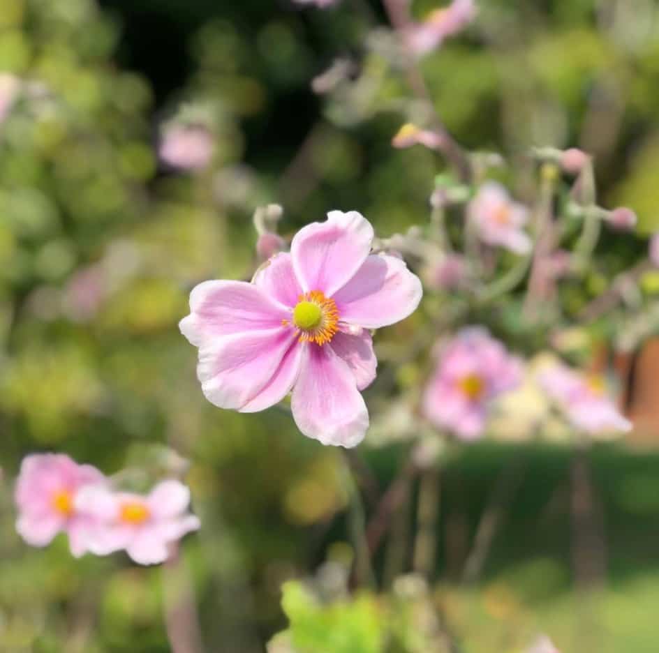 4 plantes vivaces pour vos plates-bandes d’automne