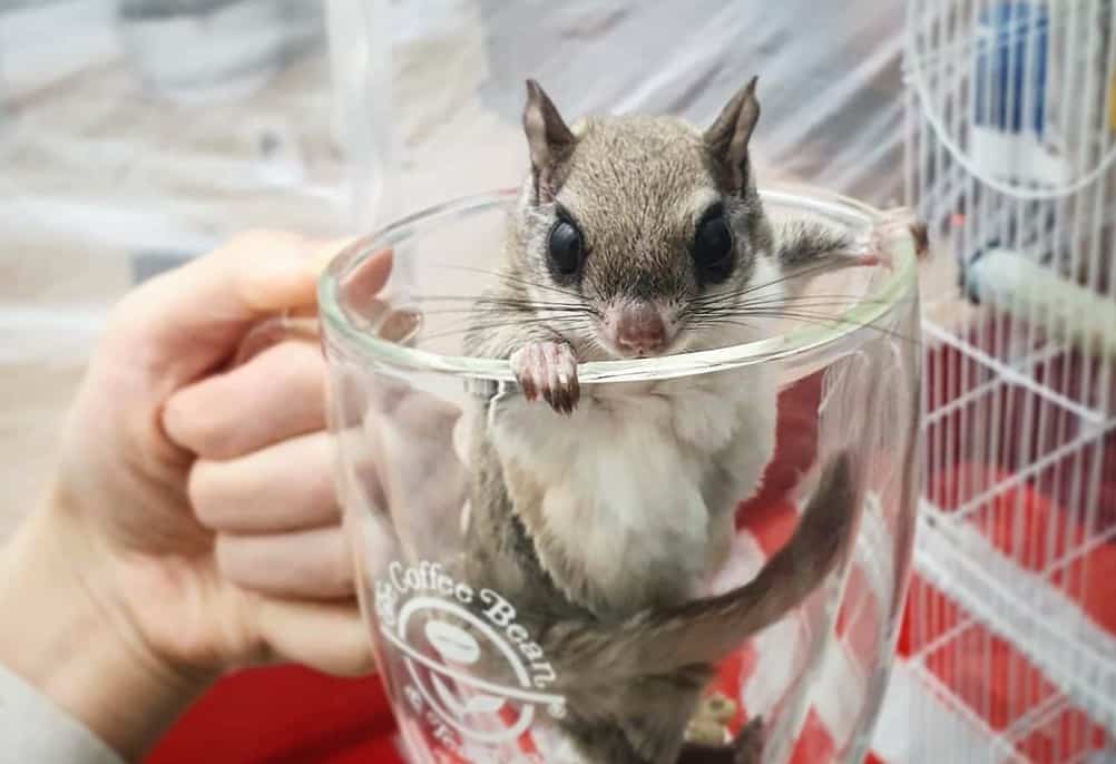 Un trafic illégal d’écureuils volants démantelé