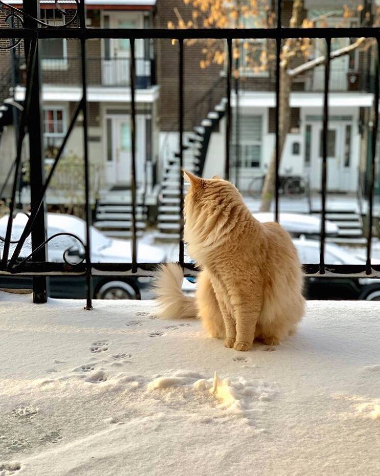 11 photos de Montréal sous la neige ce matin 