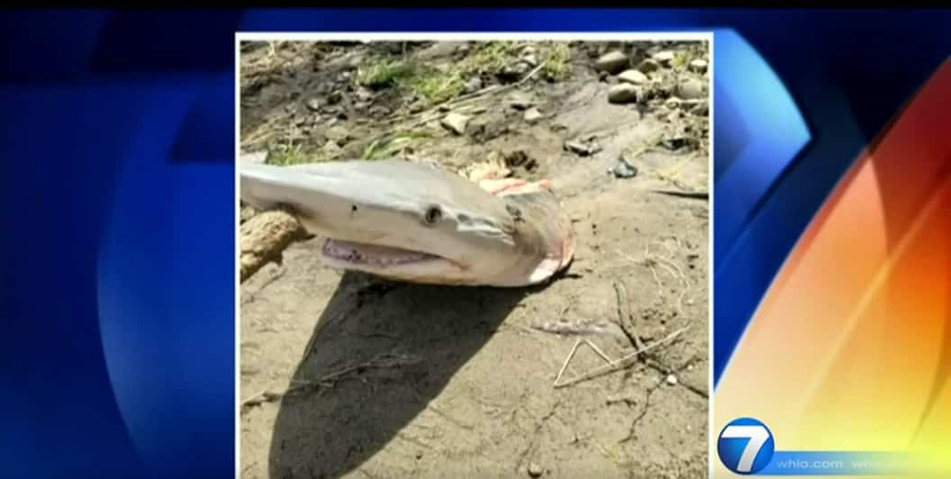 Une tête de requin sème l’émoi en Ohio
