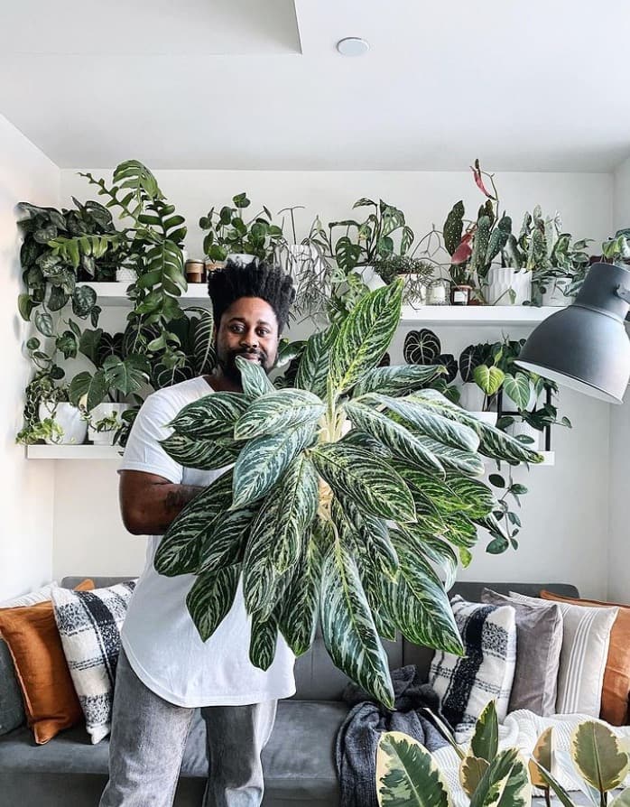 La plante à avoir selon son signe astrologique