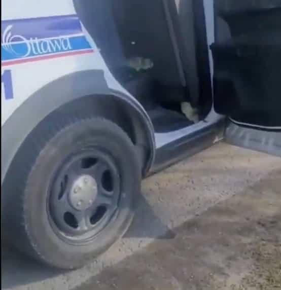 La police d’Ottawa escorte des bernaches