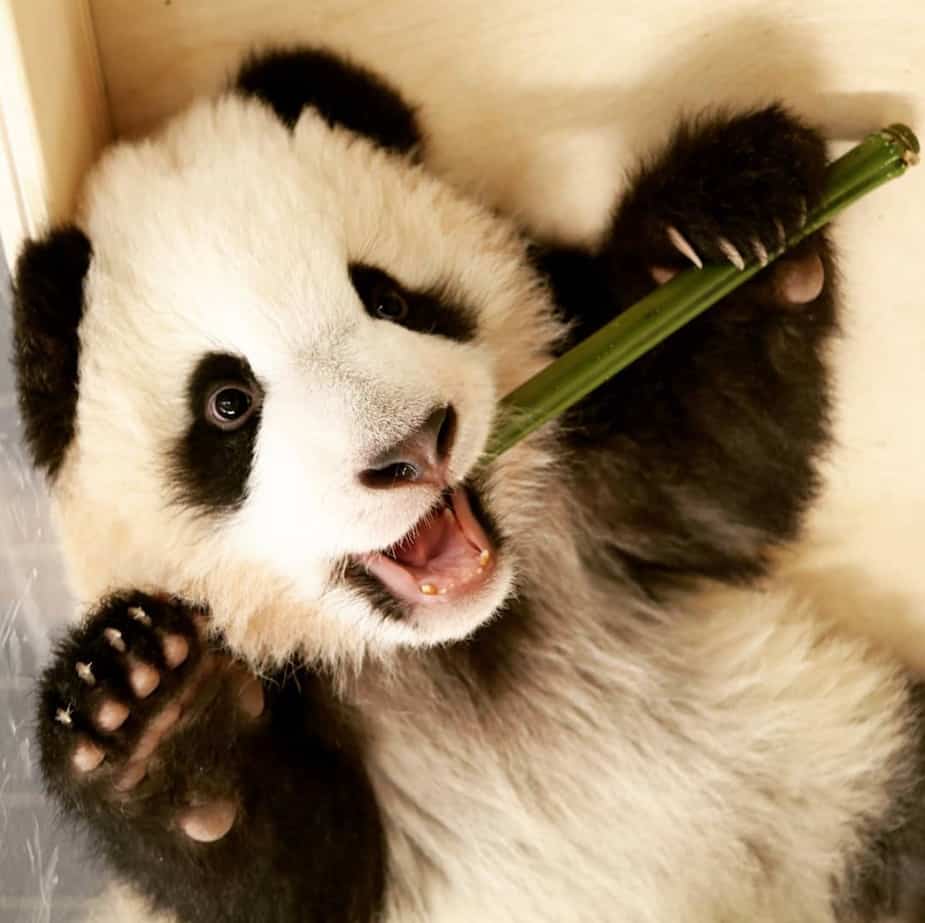 Image principale de l'article Premières photos des bébés pandas du zoo de Berlin