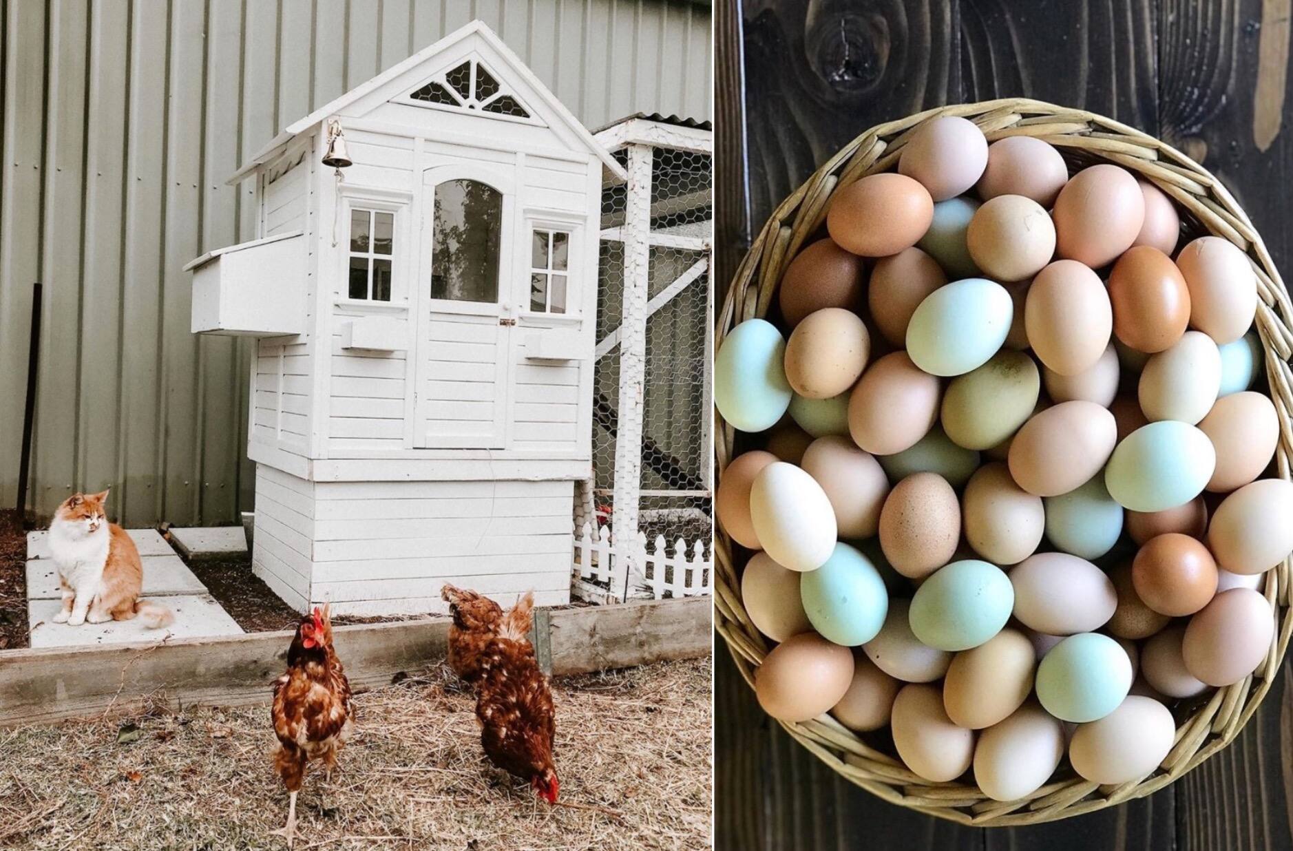 Un poulailler urbain pour votre jardin
