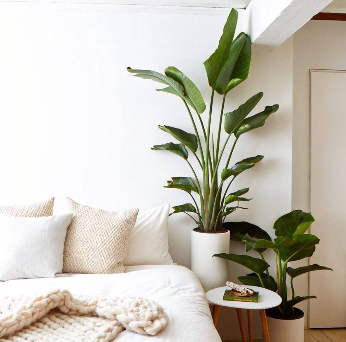 Un service de livraison de plantes en moins de 24h