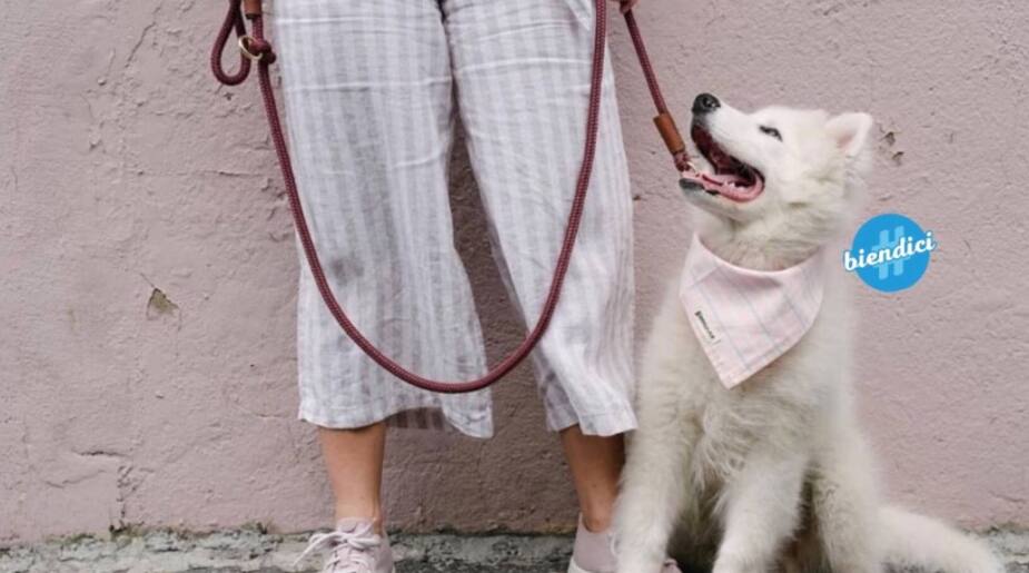 Image principale de l'article Où trouver des colliers et laisses pour chiens