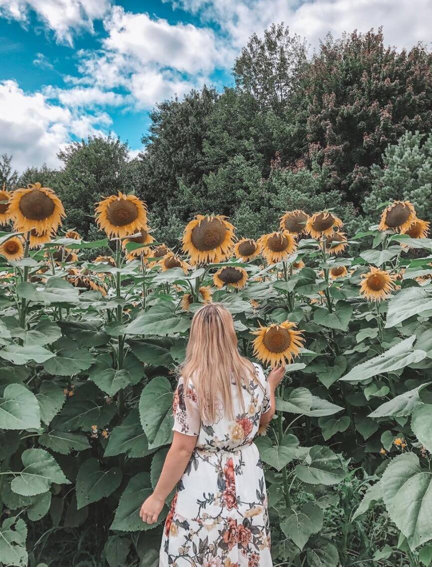 Un champ de tournesols sublime à 1 h de Montréal