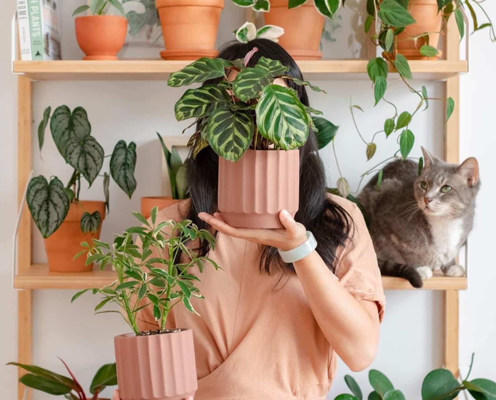 Une boîte pleine de plantes livrée chez vous
