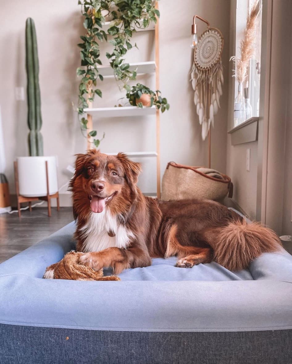 7 lits de chiens à intégrer dans votre décor 