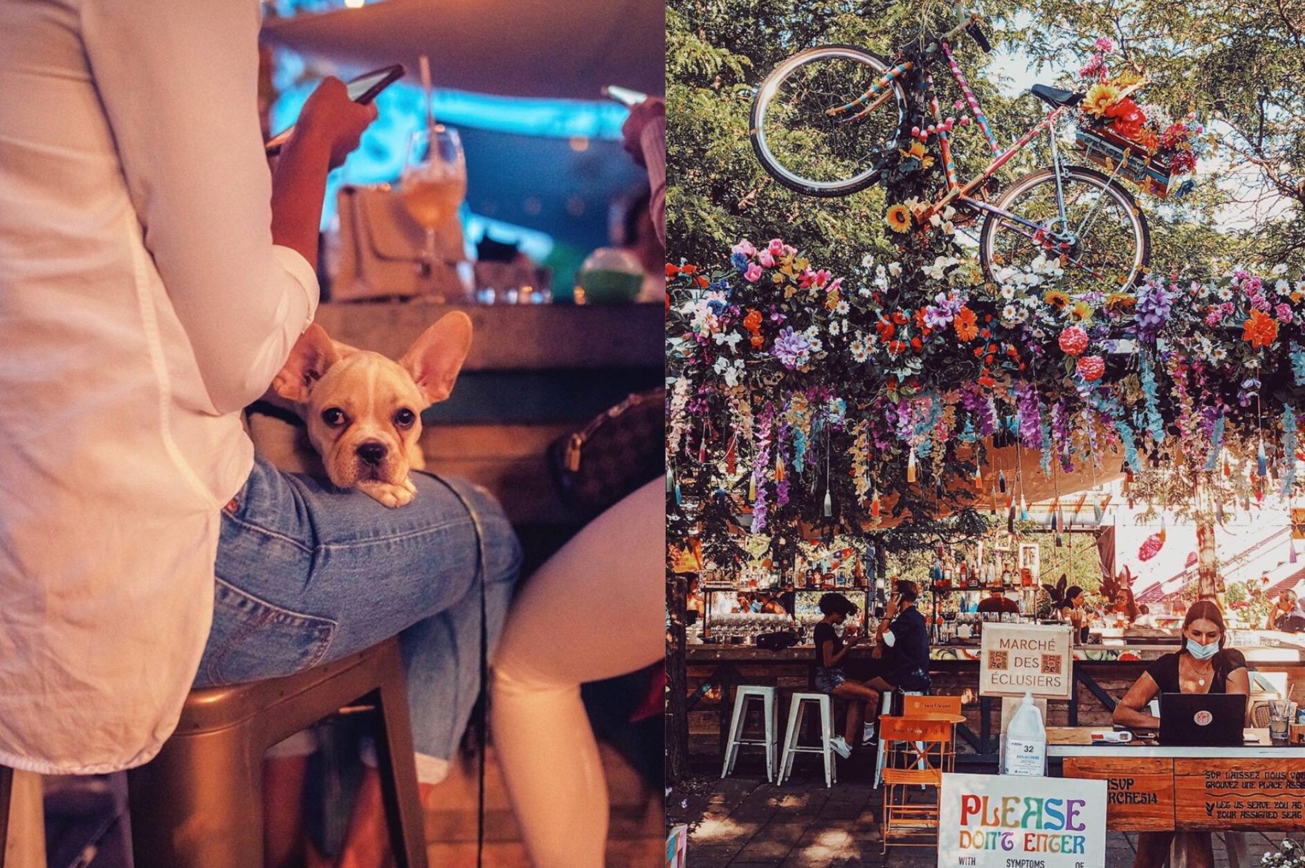 Une soirée «dog friendly» à ce marché fermier boho
