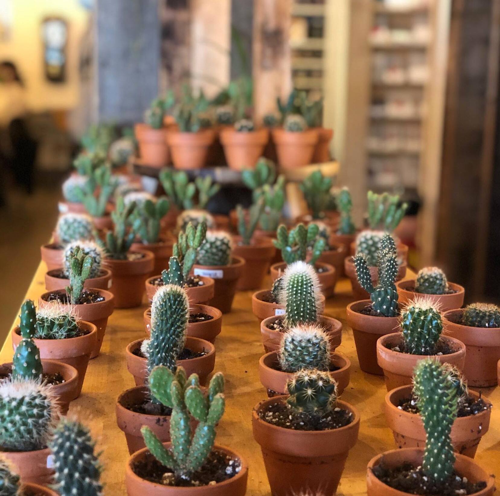 Recevez un café gratuit à l’achat d’un cactus