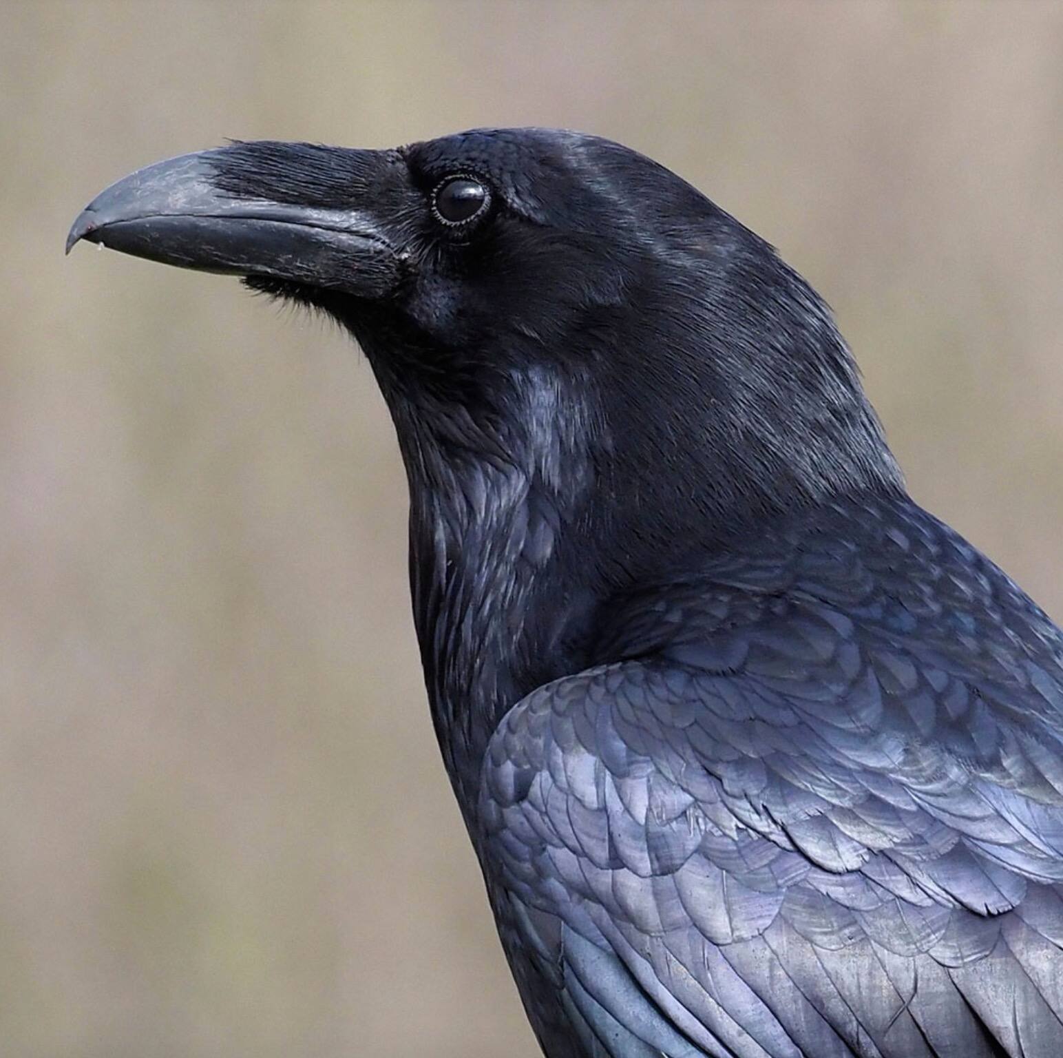 Un animal disparait à la suite d'un vol 