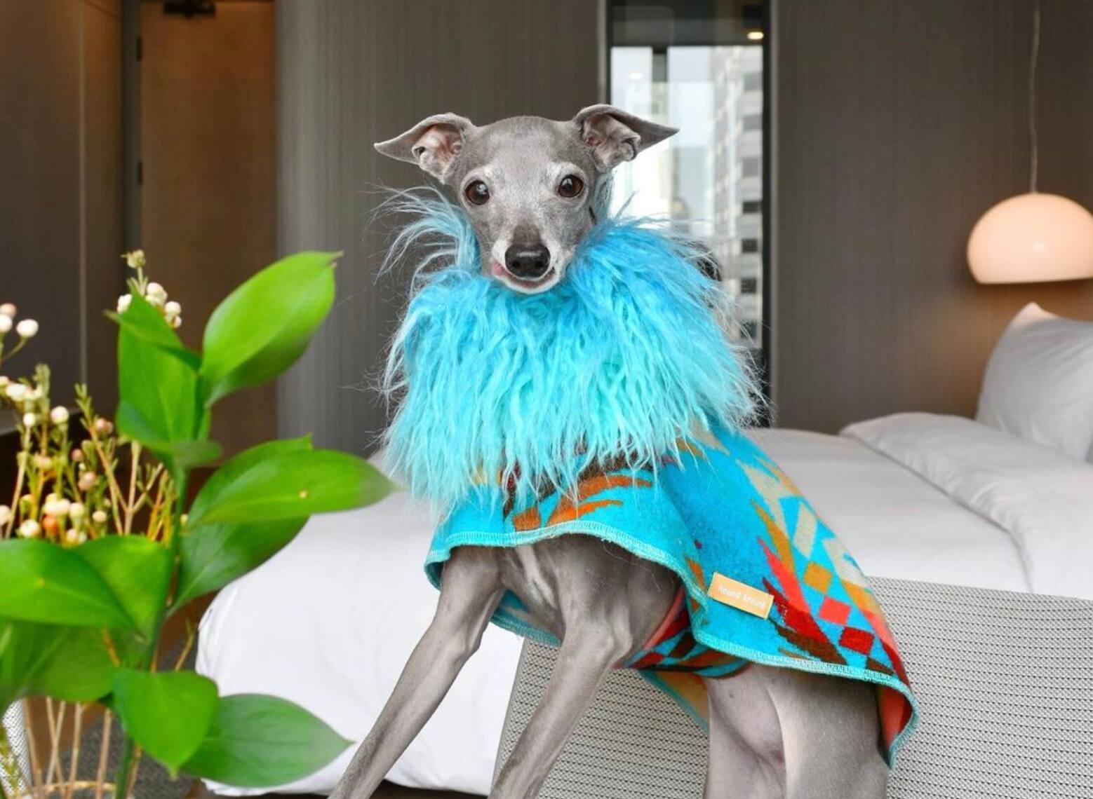 9 questions à... Tika The Iggy