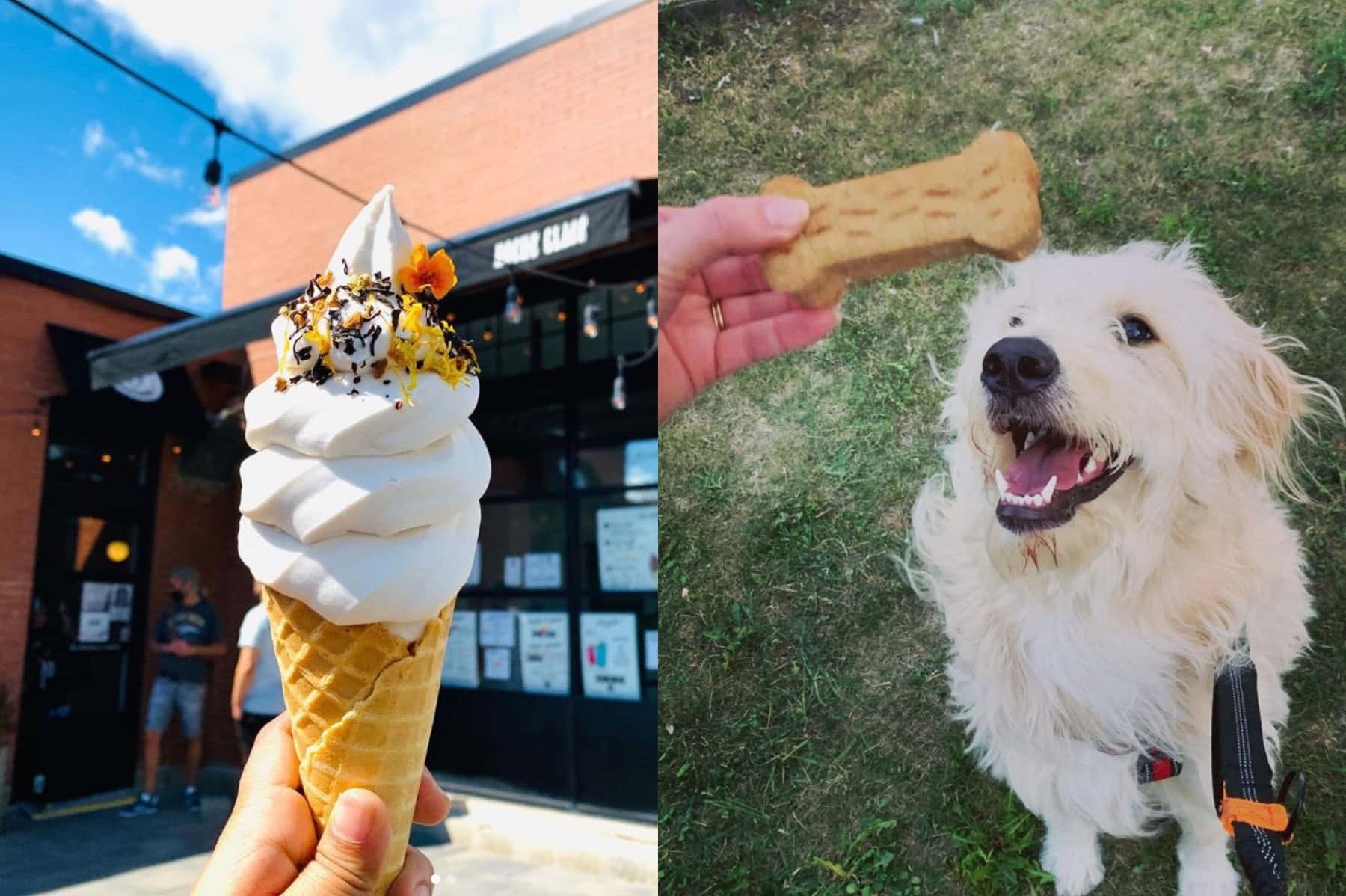 Des «sandwichs à la crème glacée» pour les chiens