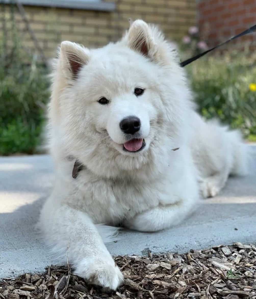 10 terrasses où l’on peut emmener notre chien 