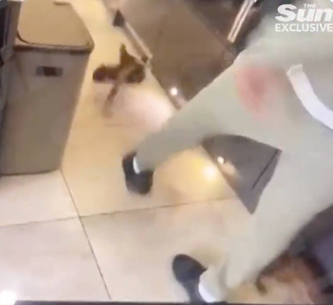 Une Star De Soccer Francais Filmee En Train De Frapper Un Chat Retour Sur La Polemique 24 Heures