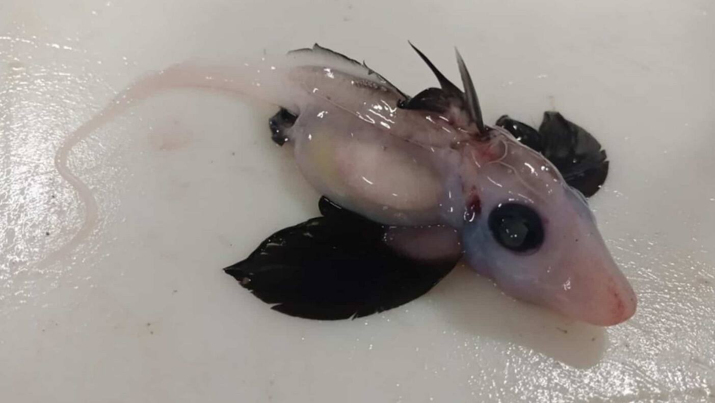 Un Tres Rare Bebe De Requin Fantome Decouvert En Nouvelle Zelande Jdm
