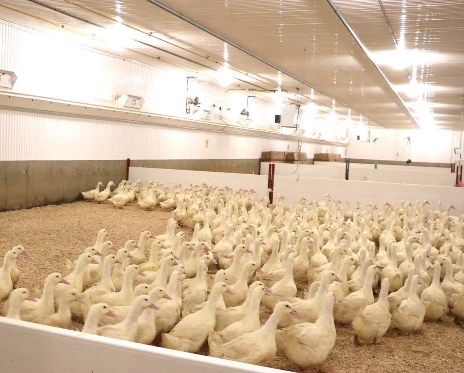 L&rsquo;entreprise Canards du Lac-Brome paralys&eacute;e par l&rsquo;influenza aviaire