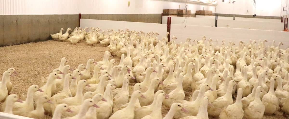L’entreprise Canards du Lac-Brome paralysée par l’influenza aviaire