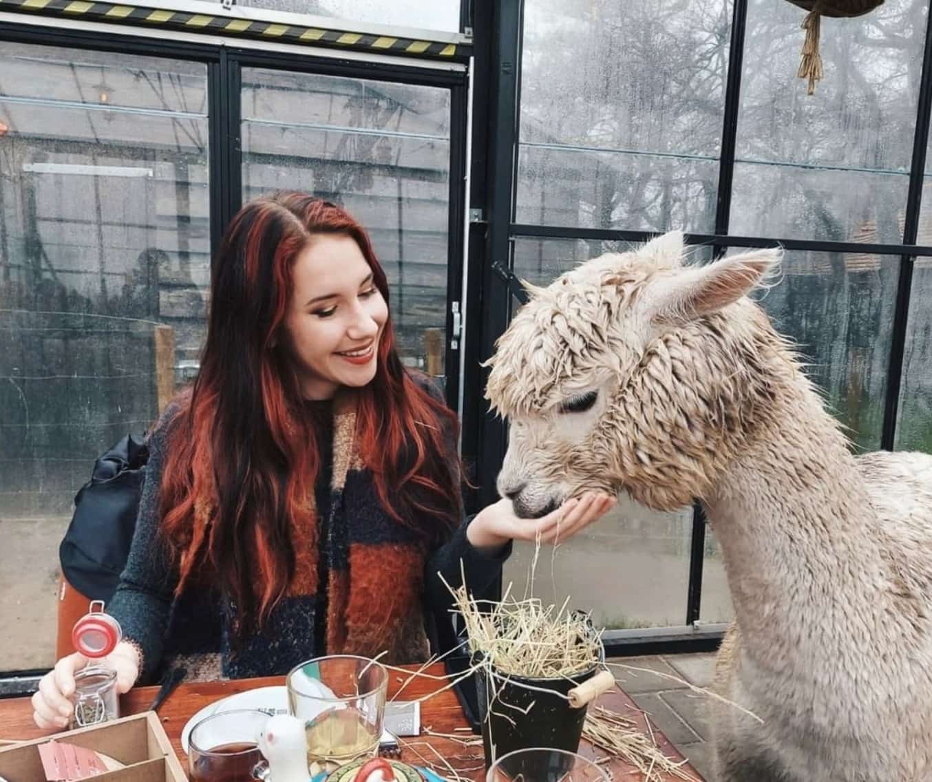 Prendre le thé avec les alpagas dans cette ferme