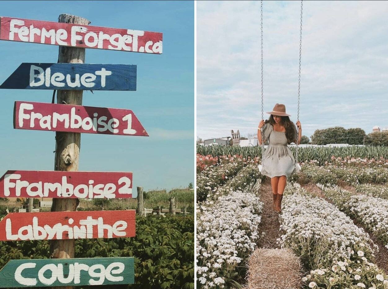 10 fermes pour les fraises et framboises d'automne