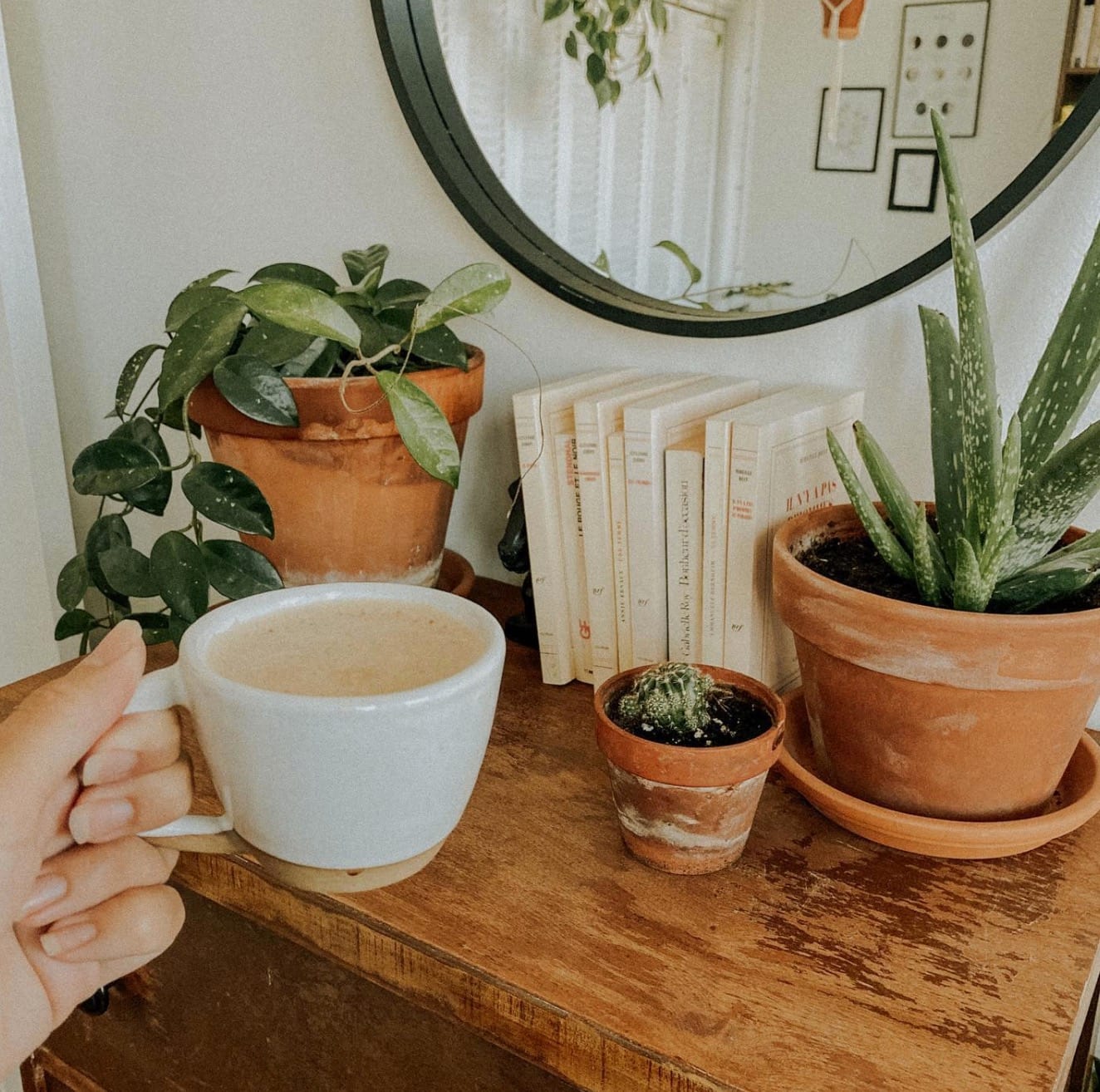 Un salon pour les mordus de cactus et succulentes