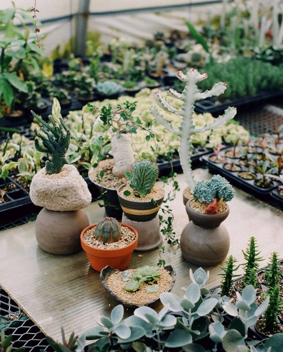 Une vente de cactus et de succulentes à Laval 