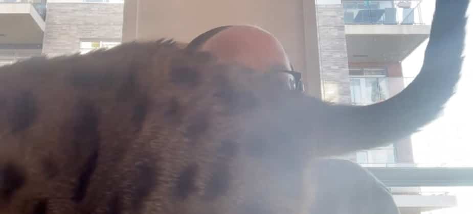 Image principale de l'article Félix Séguin disparaît derrière son chat en onde
