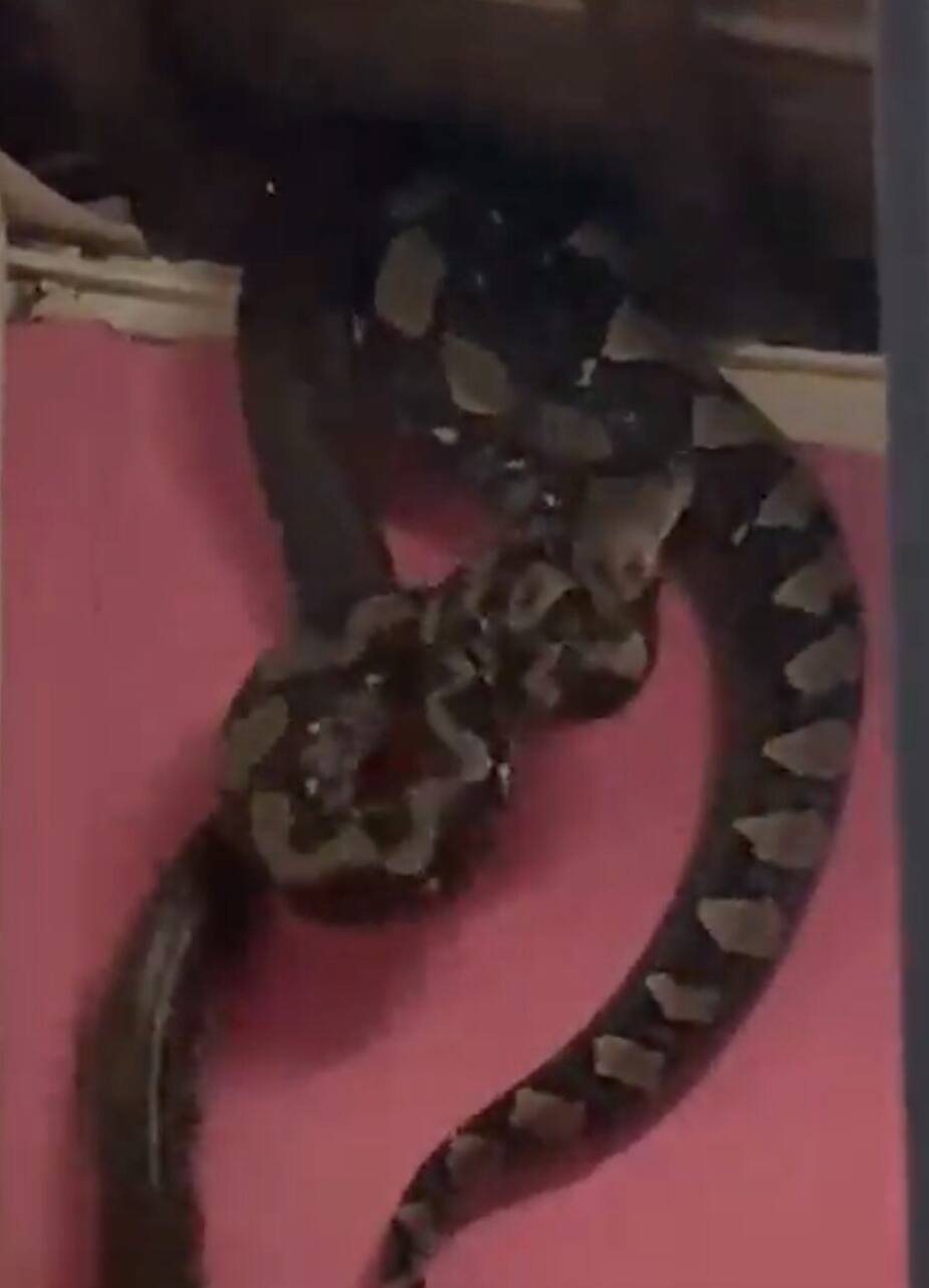 Une famille découvre trois gros pythons dans son plafond | Le Sac de chips
