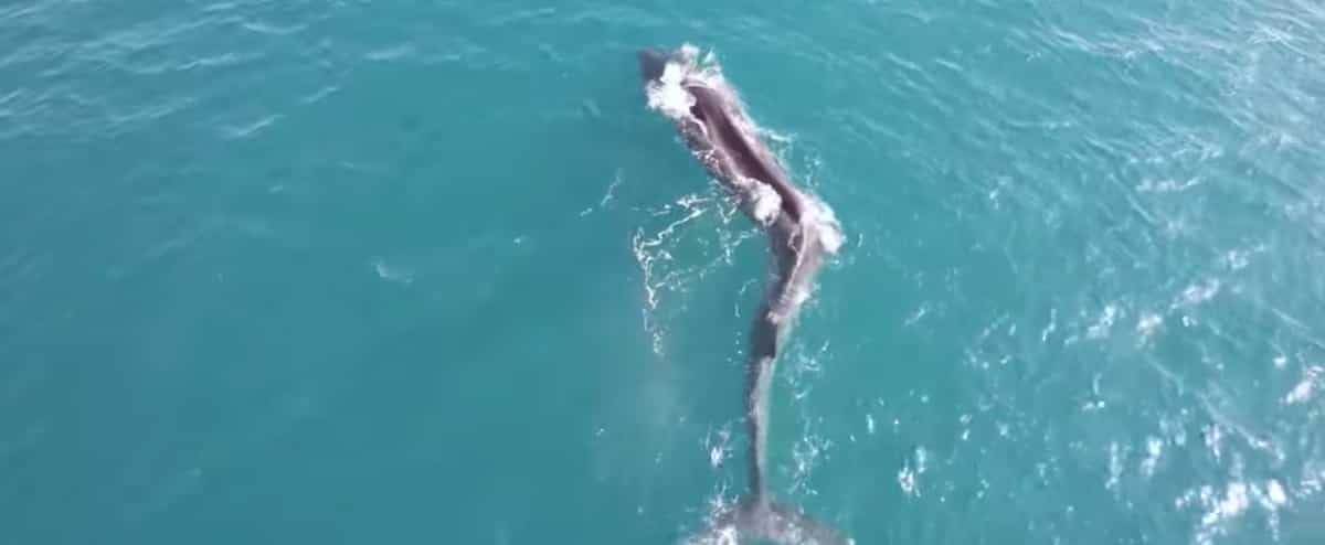 Whales disfigured by scoliosis are raised in Spain Whales disfigured by scoliosis are raised in Spain