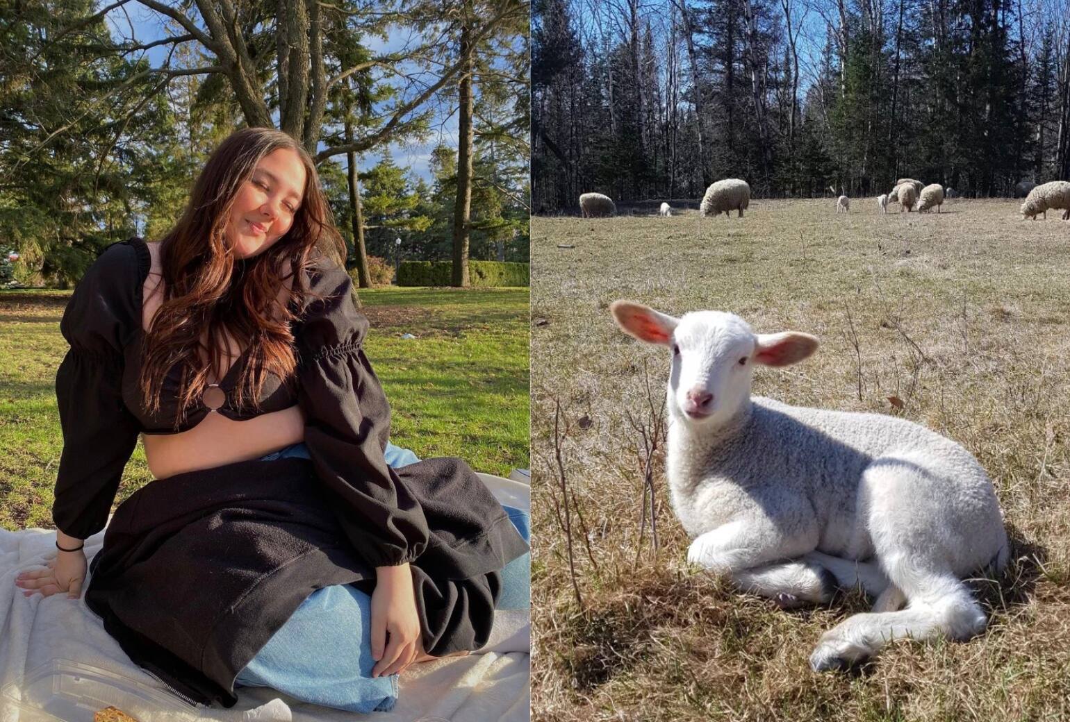 Les moutons de retour dans ce parc de Montréal