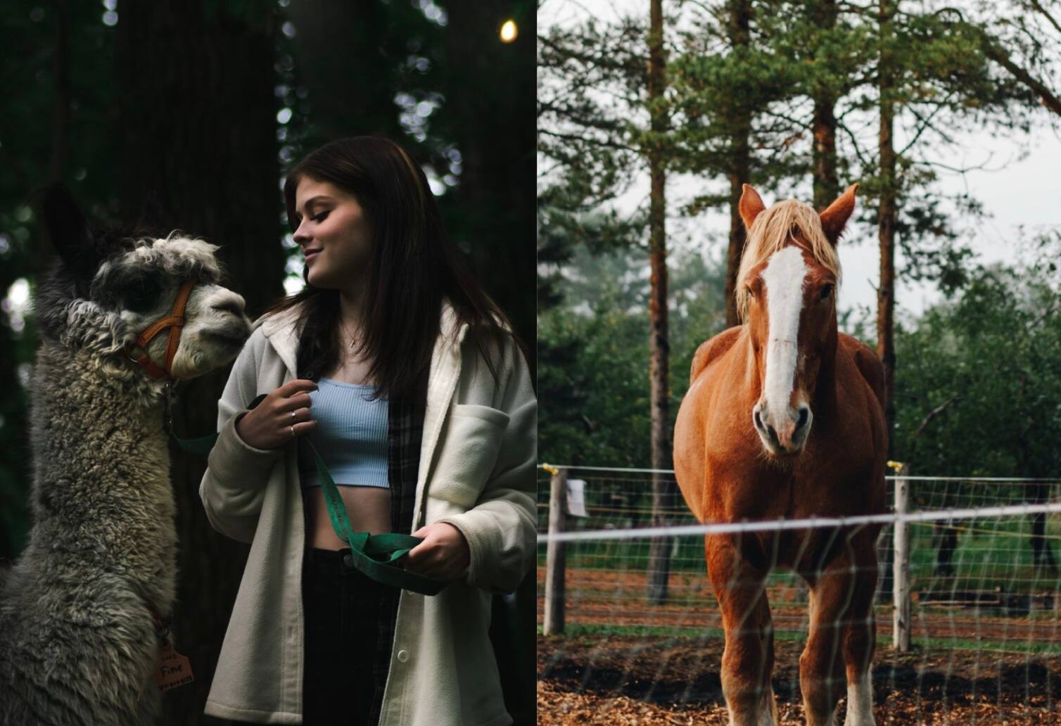 6 fermettes où voir des animaux 