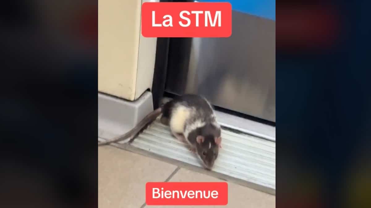 Metro Rats Un gros rat aperçu dans le métro de Montréal | 24 heures