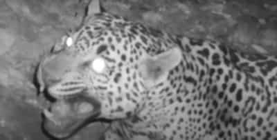 Arizona: un huitième jaguar observé en 30 ans