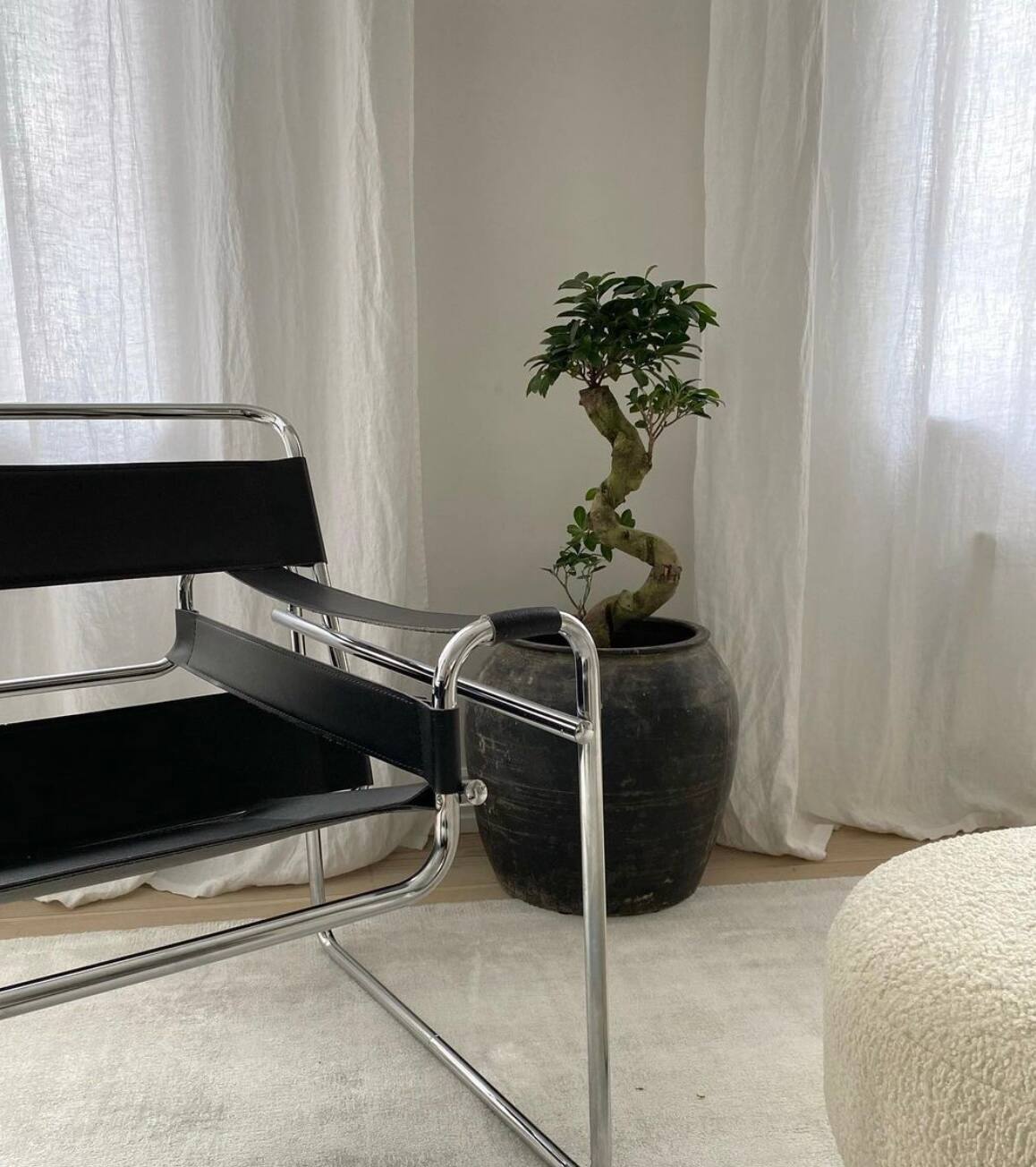 Une plante porte-malheur à garder à l'extérieur