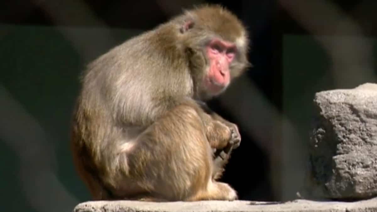 Ecco come reagiscono gli animali dello zoo di Granby a un'eclissi solare Ecco come reagiscono gli animali dello zoo di Granby a un'eclissi solare