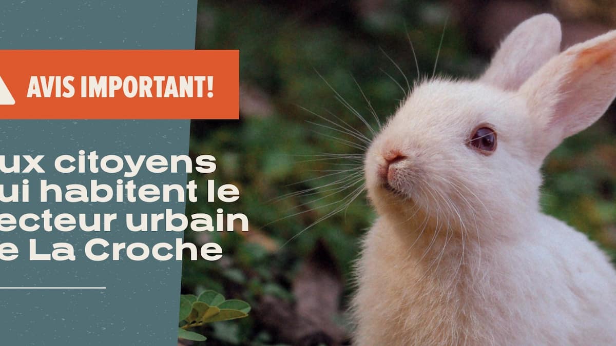 Une centaine de lapin en liberté sèment la pagaille à La Tuque