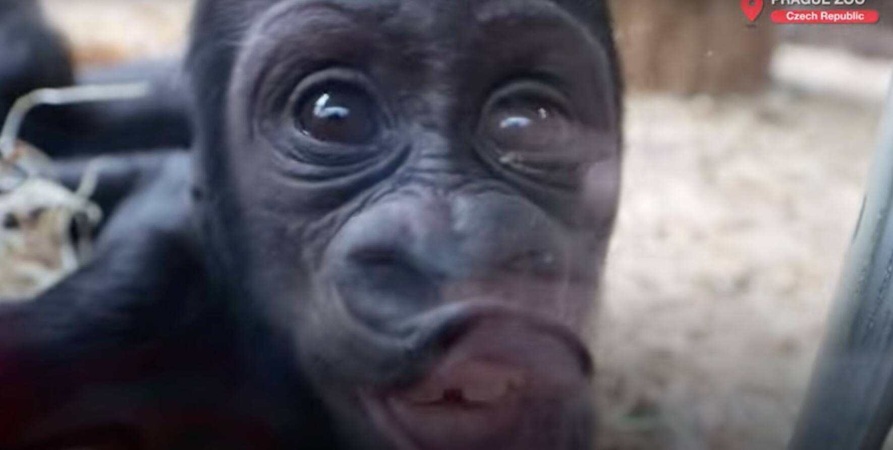 VID&Eacute;O | Ce b&eacute;b&eacute; gorille a conquis le c&oelig;ur d&rsquo;internet