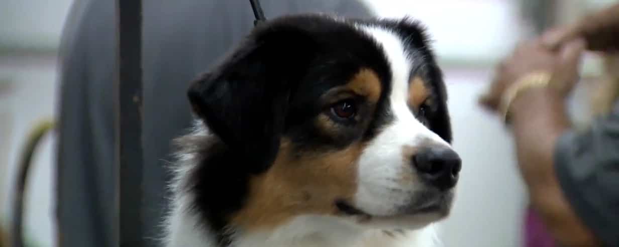 EN IMAGES | Plus de 200 chiens attendus &agrave; Rimouski pour l&rsquo;exposition