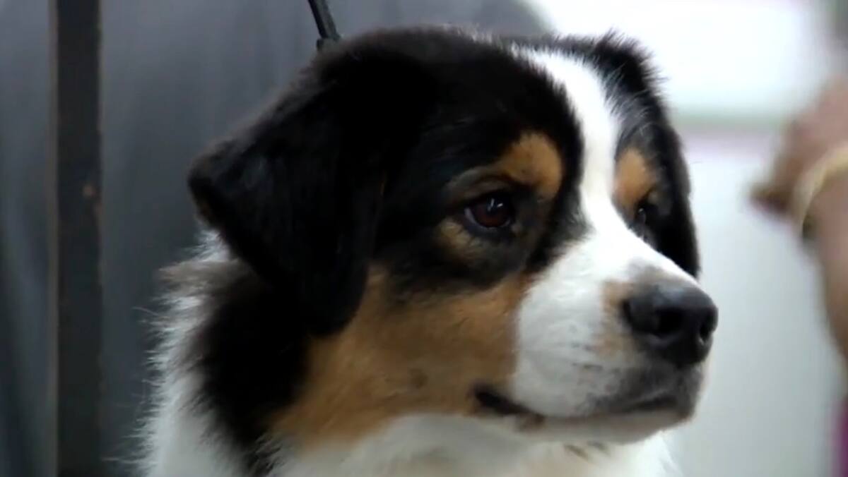 EN IMAGES | Plus de 200 chiens attendus à Rimouski pour l’exposition