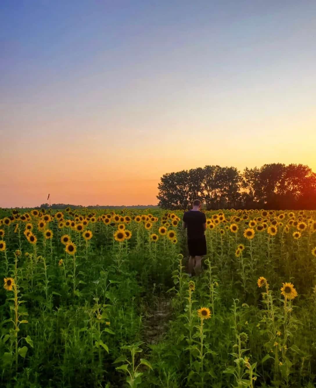 Un champ de tournesols GÉANT à 1h30 de Montréal