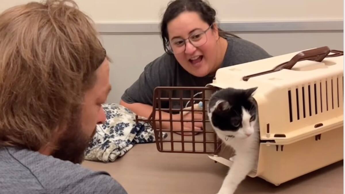 Ce chat perdu retrouve sa famille... huit ans plus tard