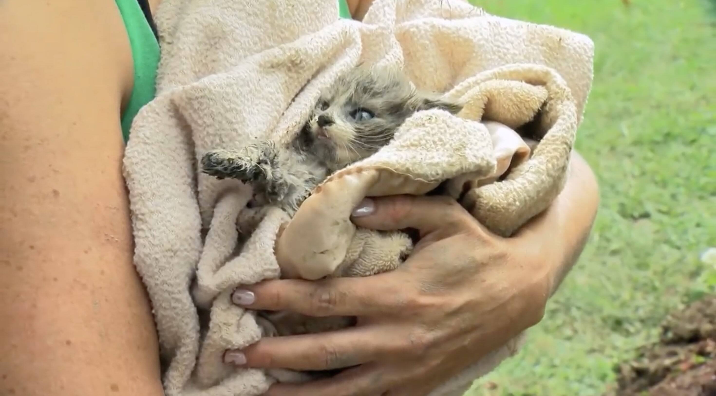 &Agrave; VOIR | Un chaton sauv&eacute; apr&egrave;s avoir &eacute;t&eacute; coinc&eacute; dans un tuyau pendant 5 jours