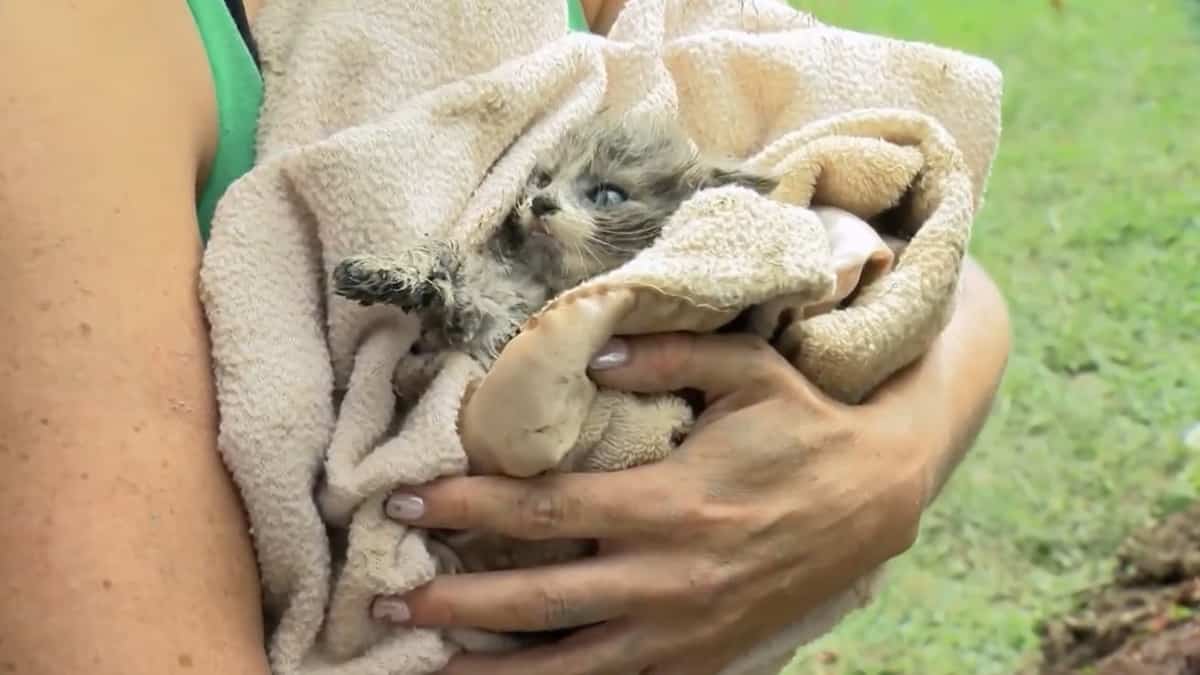 À VOIR | Un chaton sauvé après avoir été coincé dans un tuyau pendant 5 jours