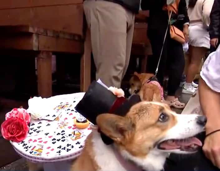 EN IMAGES | 240 Corgis ont d&eacute;fil&eacute; &agrave; Montr&eacute;al malgr&eacute; la pluie