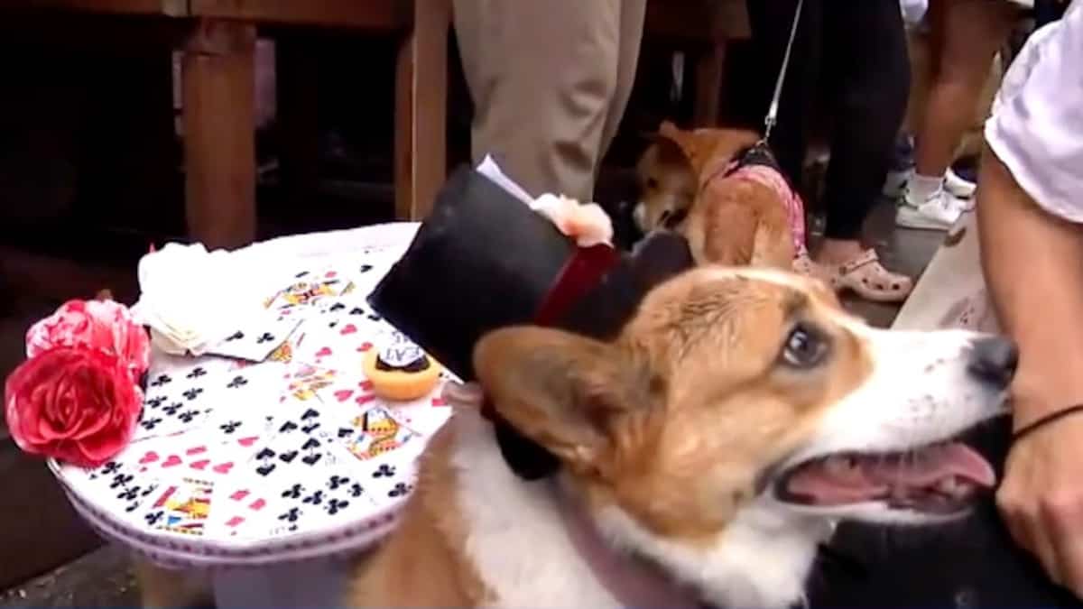 EN IMAGES | 240 Corgis ont défilé à Montréal malgré la pluie