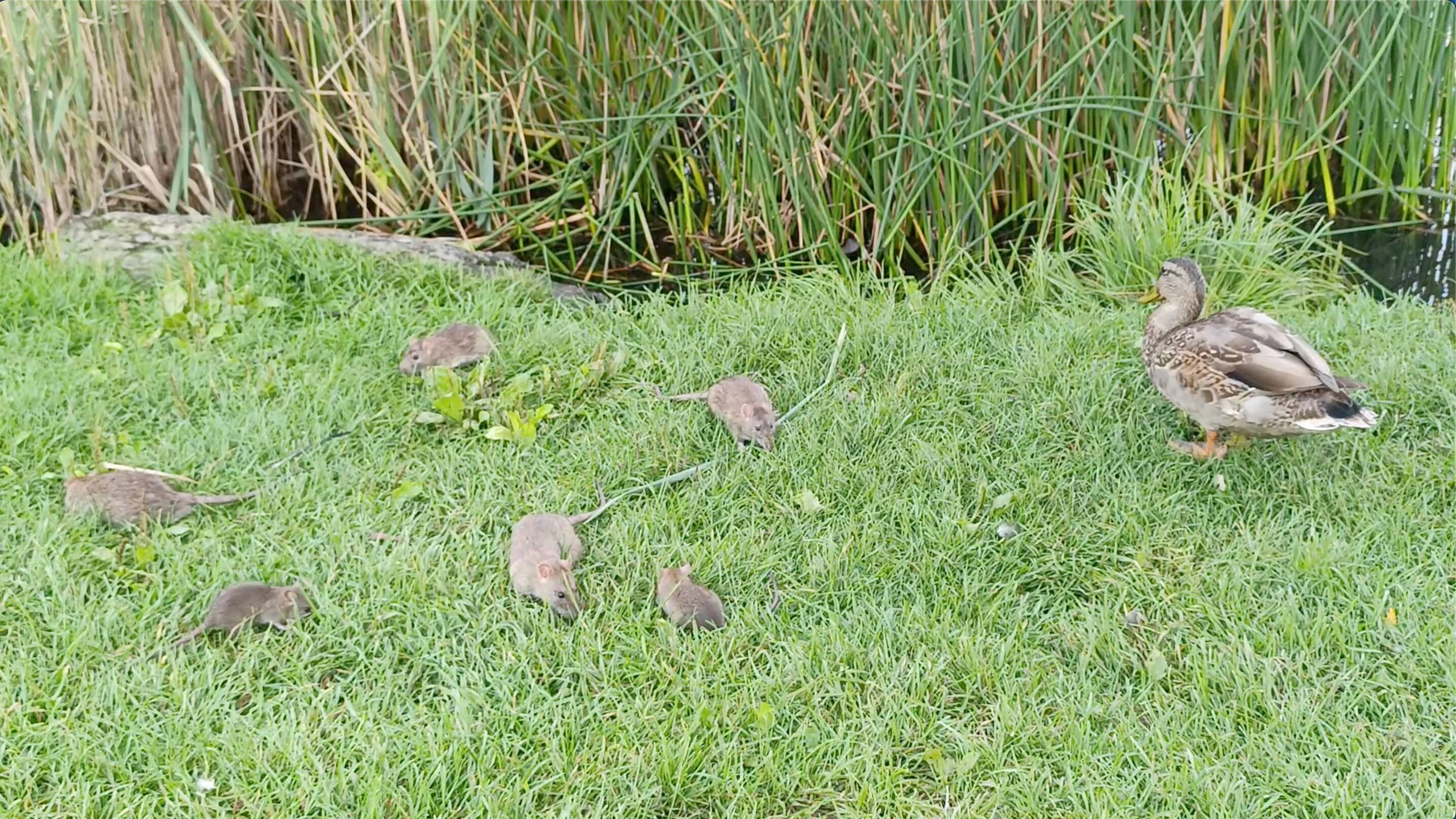 Christos Tsaganos a photographié plusieurs rats près de l'étang du parc Jarry, en 2024.
