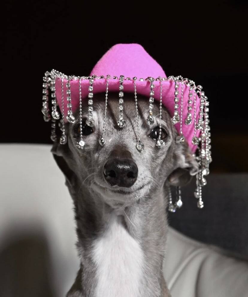 Le chien le plus fashionista d'internet décède