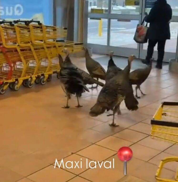 Il y avait des dindes qui se promenaient dans l'entrée du Maxi de Laval dimanche