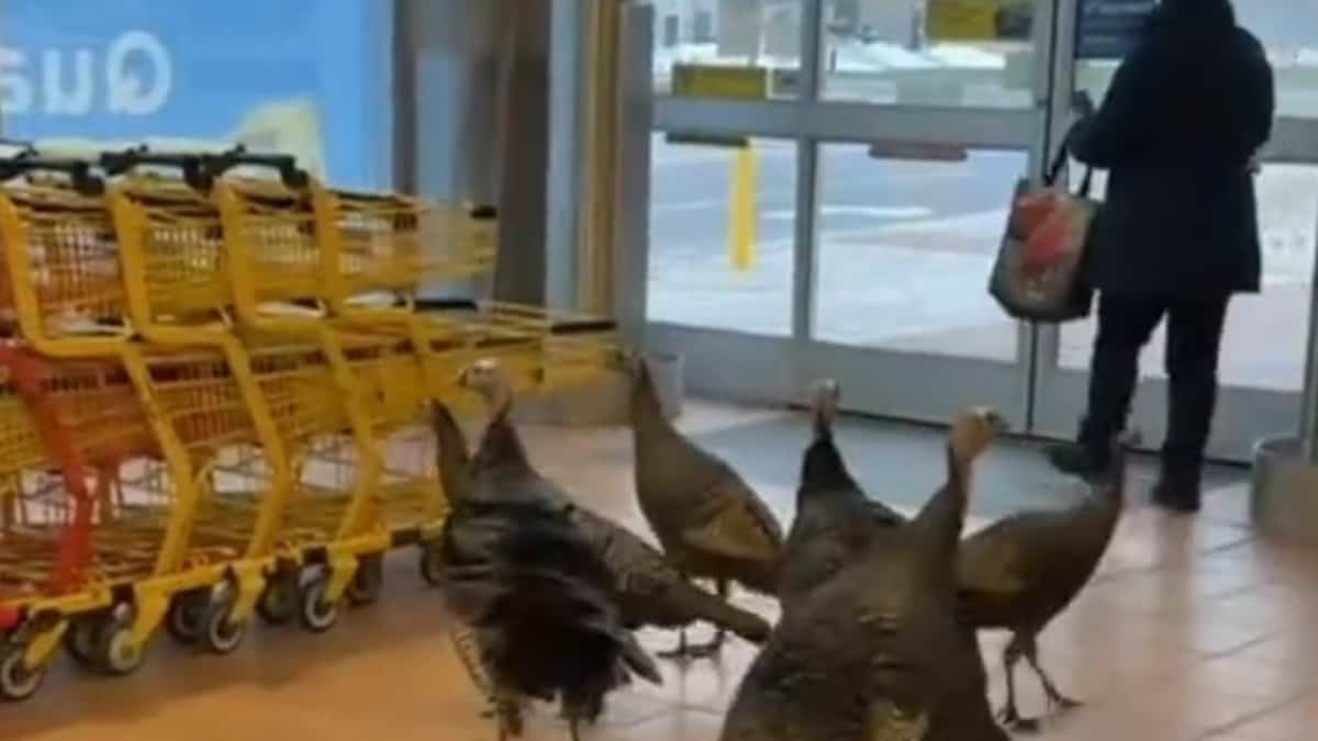 Il y avait des dindes qui se promenaient dans l'entrée du Maxi de Laval dimanche